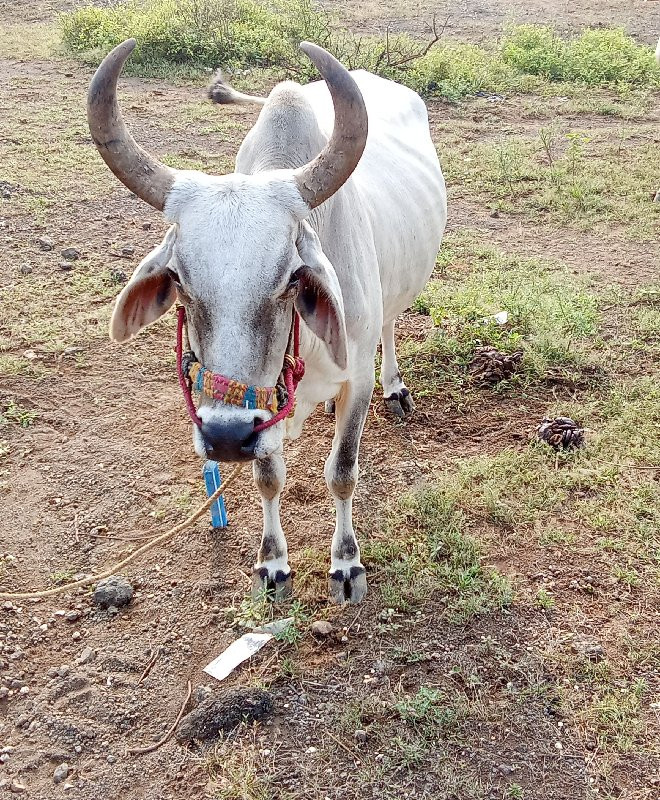 સોજા