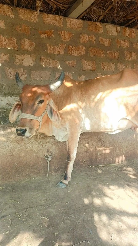 ગાય વેચવાની છે