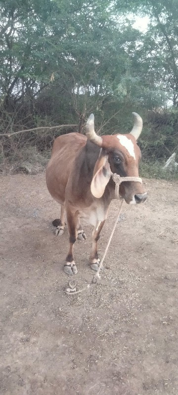 ગાય વેચવાની છે