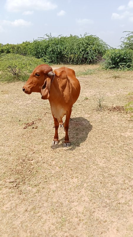 ગાય 🐄