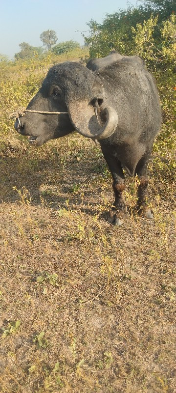 પાડો