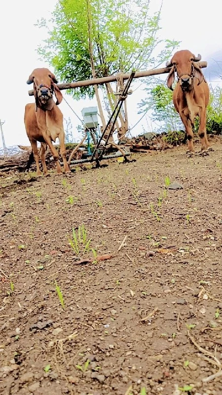 ગોઢલા