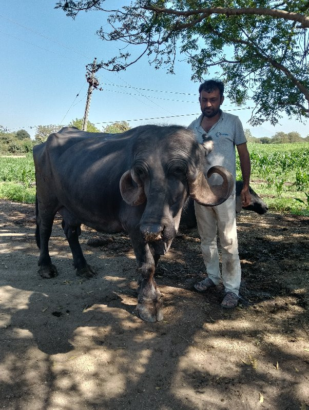 સ્યલેશ ભાઈ