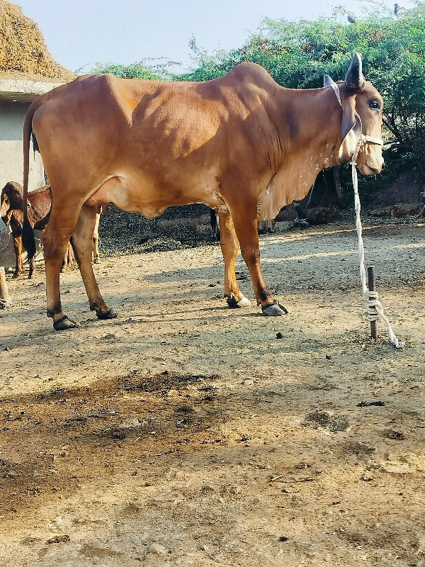 ગાય દેવાનિછે