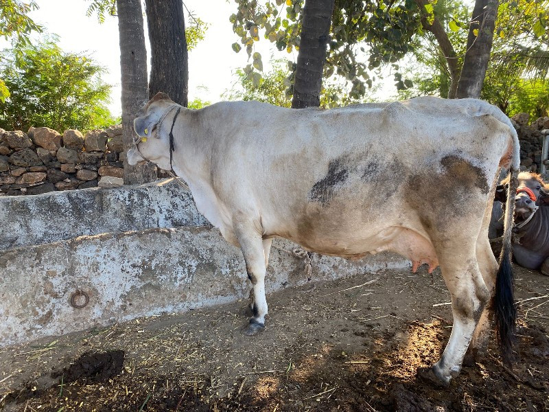 જરશી ગાય  બીજુ...