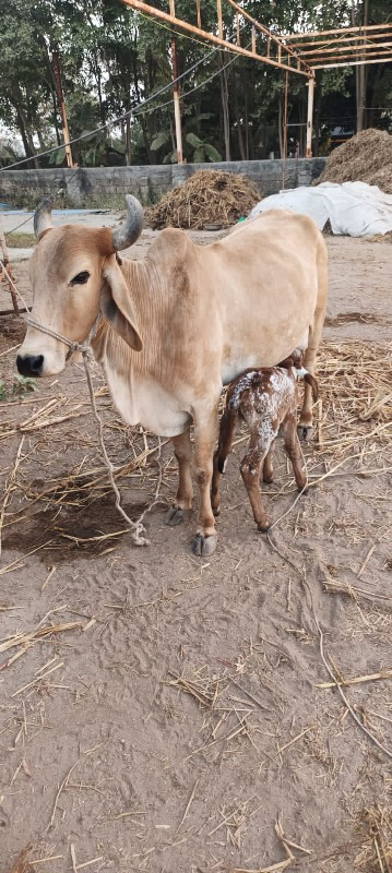 ગાય વેચવાની છે