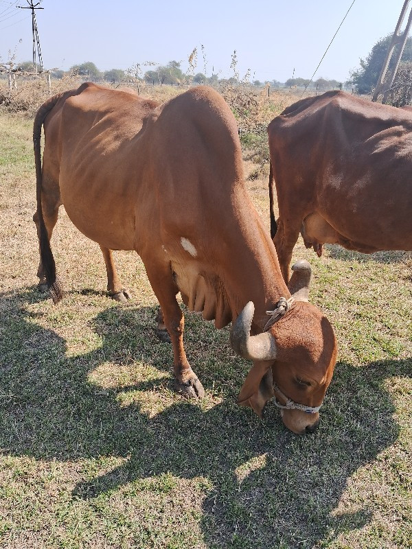 ગાય.વેશવાનીછે