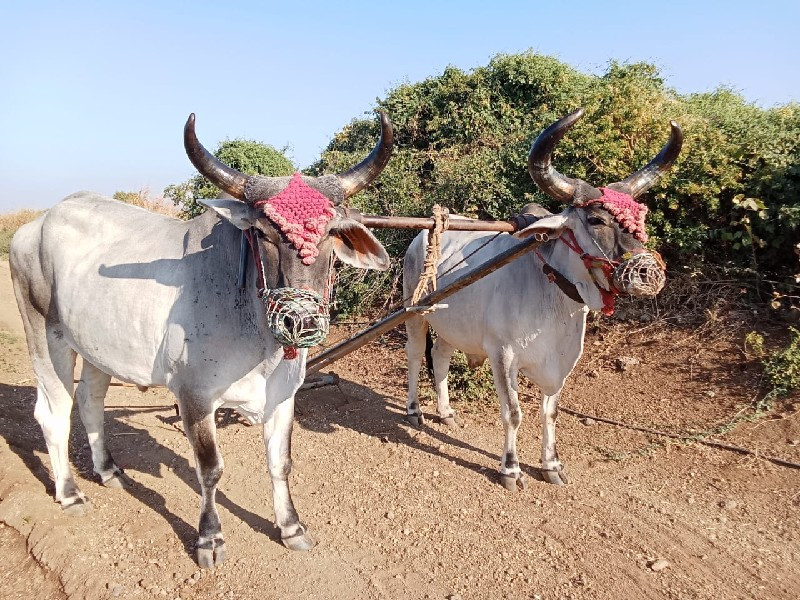 ગોઢલા વેચવાના છ...