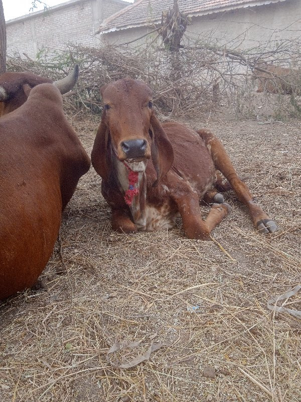 વાસડીવેશવાનેછે