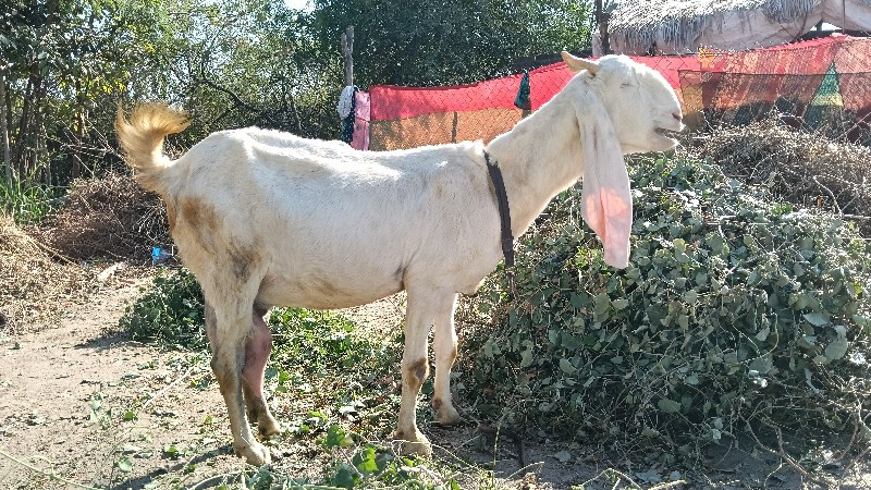 બકરી વેચવાની છે