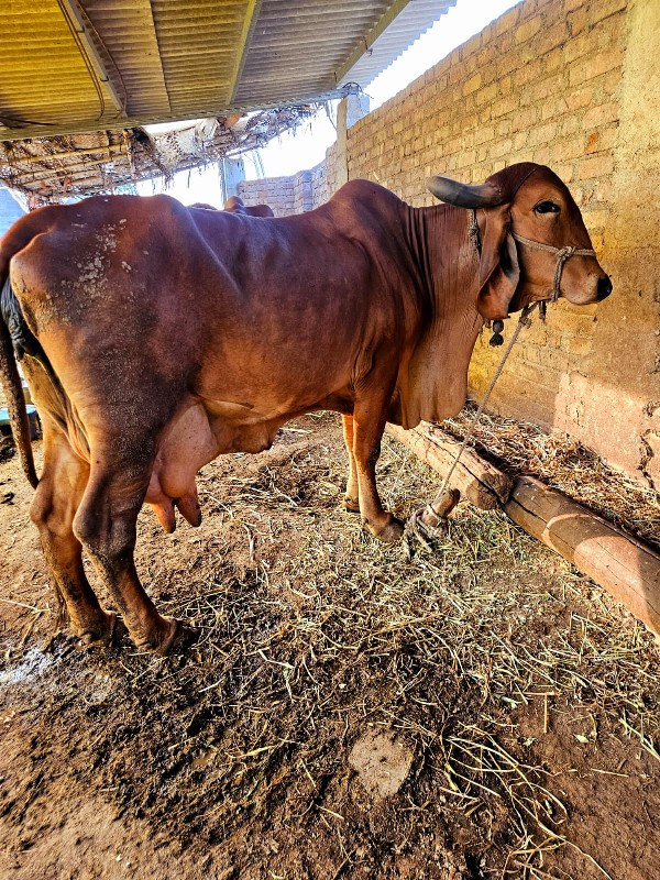 ગાય