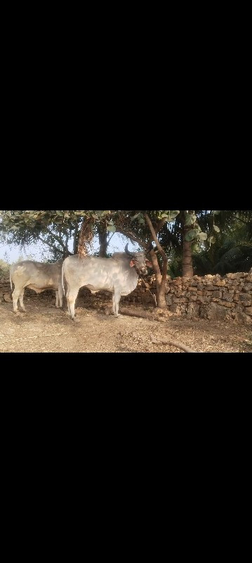 ગોઢલા વેચવાના છ...