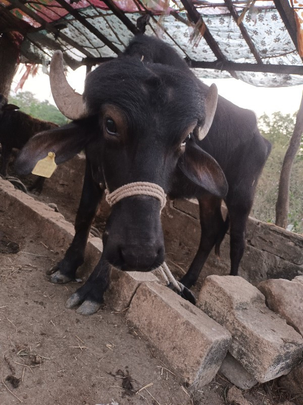 પાડી વેચવાની છે...