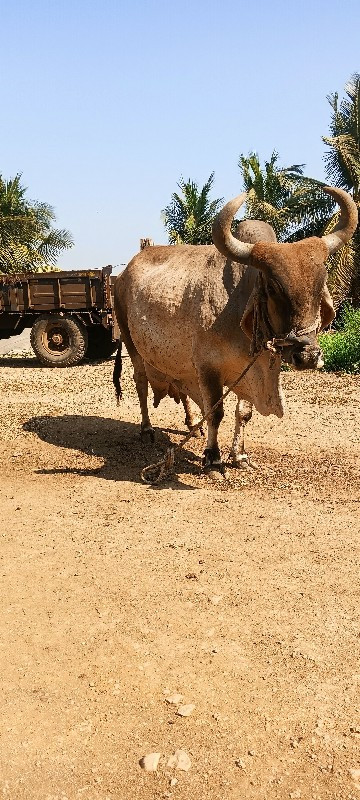 ગાય વેચવાની છે