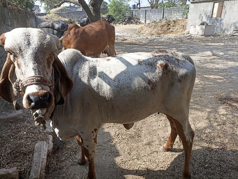 ગાય