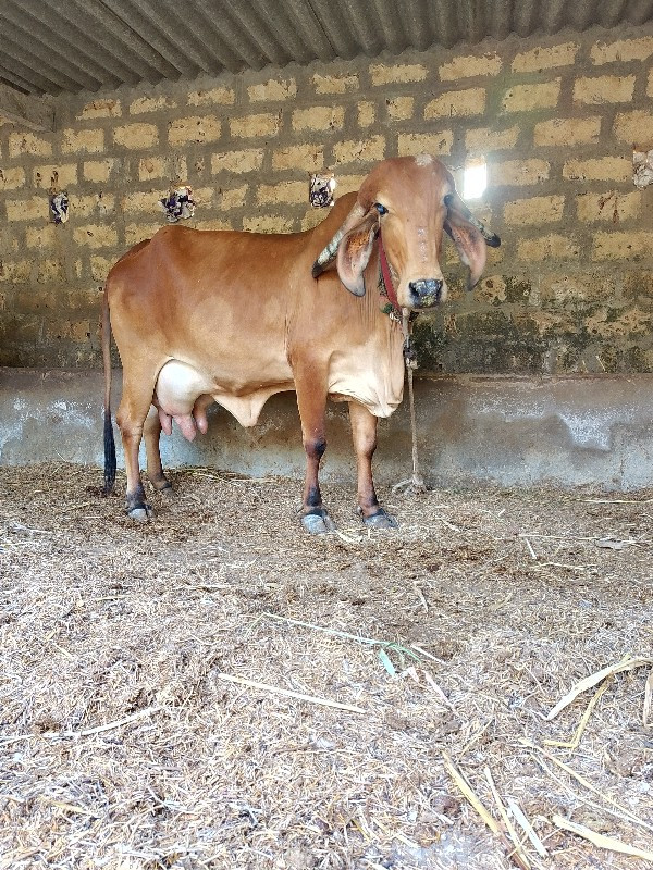 આ ગાય વેછવાની છ...