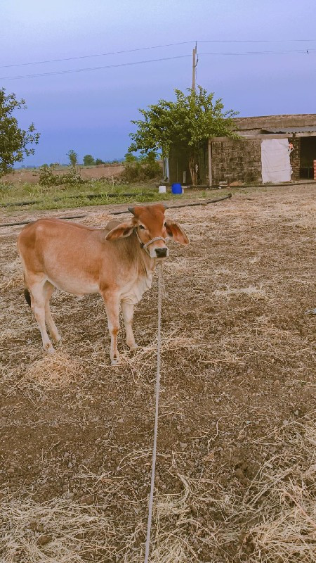 વાછડી વેચવાની છ...