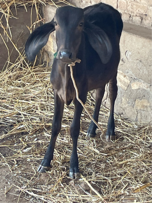 કાળી