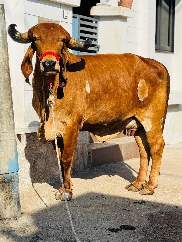 ગાય વેચવાની છે