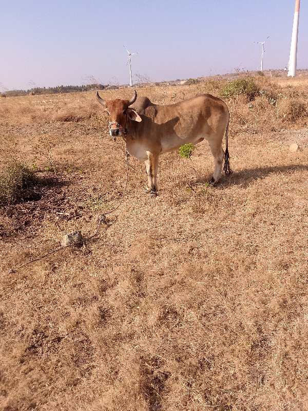 ચાલુછે