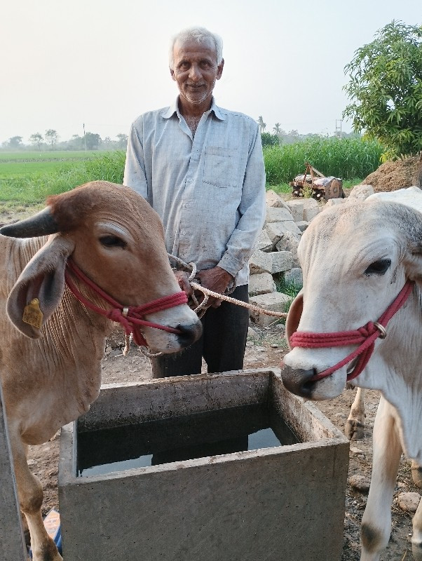 ગોધલા વેચવાના છ...