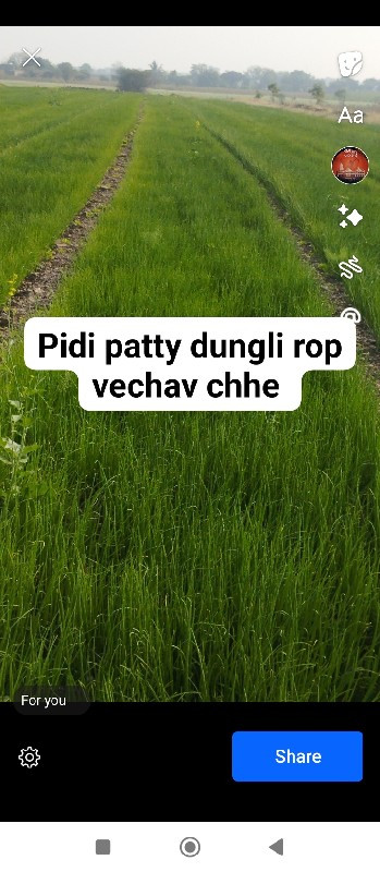 dungli rop che...