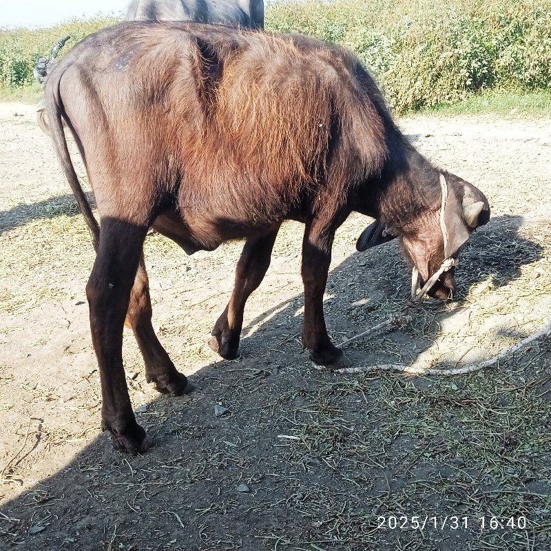 બે પાડા વેસવાના...