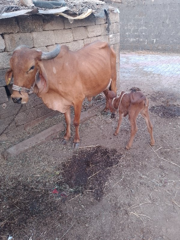 પેલા વેતરી હોડક...