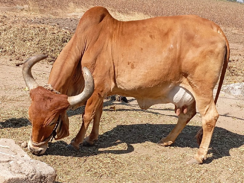 ગાય વેચવાની છે