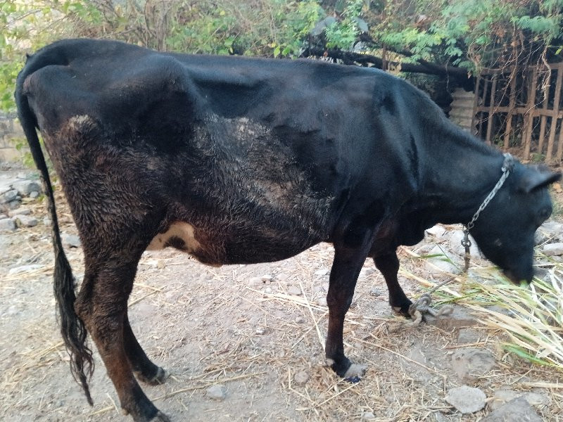 જર્સી હોડકી વેચ...