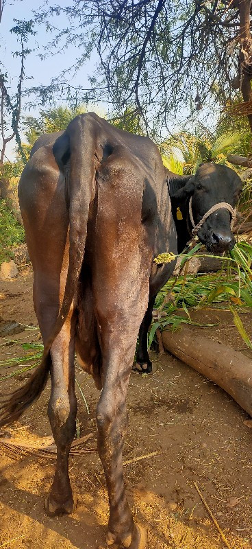 ગાય વેશવાની છે...