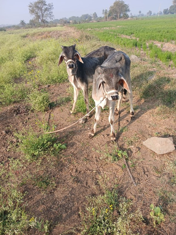 સહુ ગઢવી