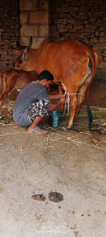 ગાય વેચવાની છે