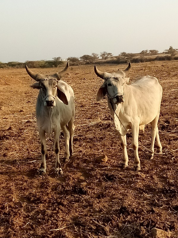 ગોઢલા નું ચાટુ...