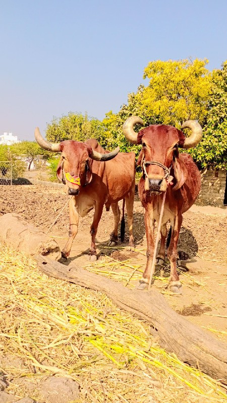 વેસવાના છે