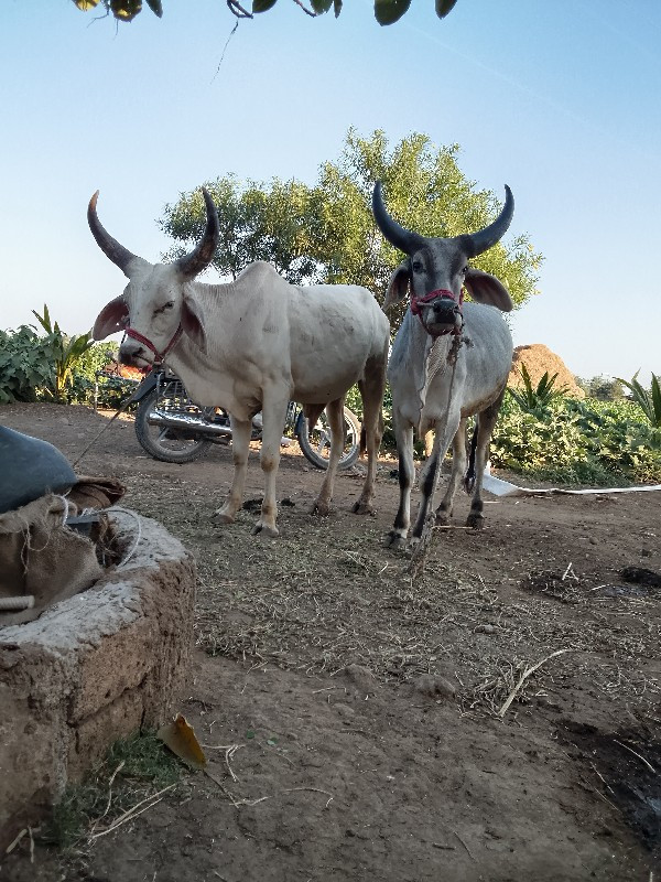 ફુલ હાલતા છે