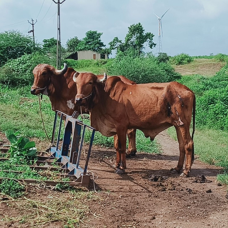 બળદ વેચવાના છે