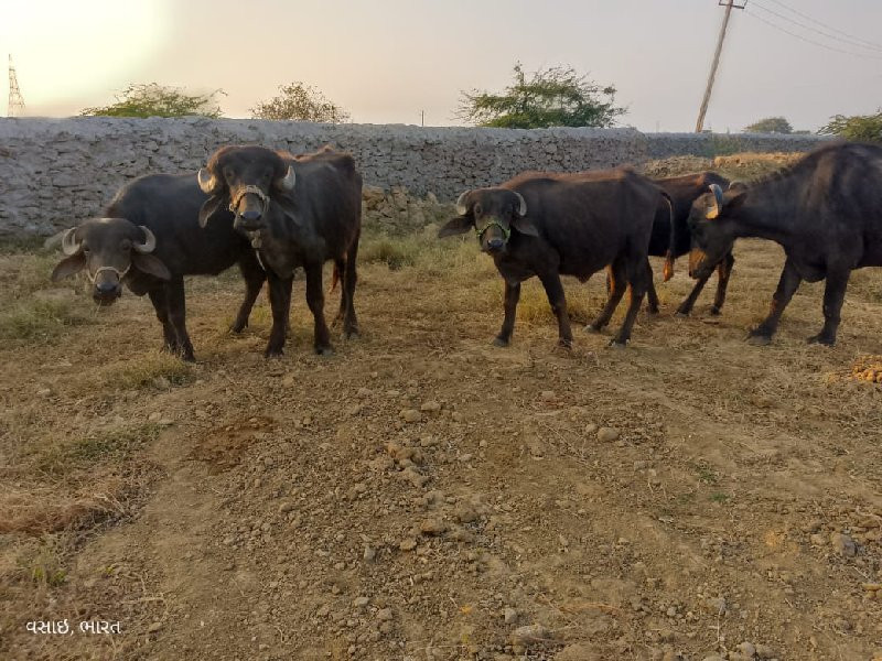 તન ખડેલી એક પાડ...