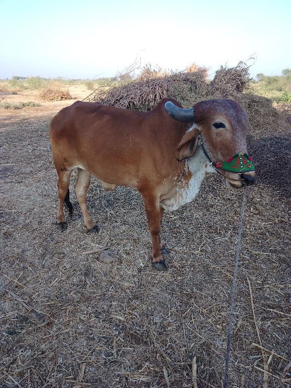 ગોધલો