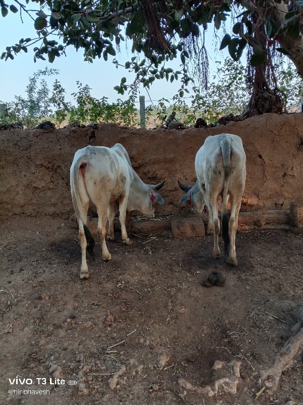 ગોઢલા બળદ વેચવા...