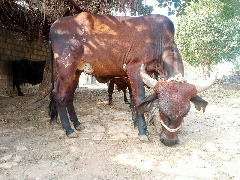 હોળકી વૈચવાની છ...