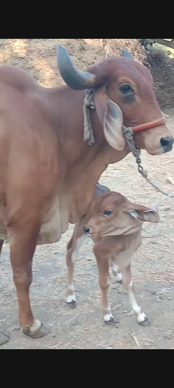 ગાય વેચવાની છે