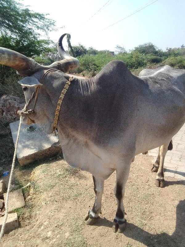 બળદ વેશવનો  સે