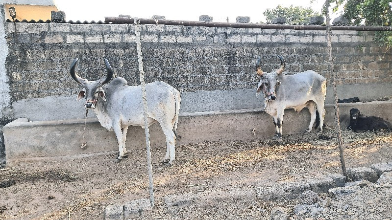 બળદ વેચવા ના છે