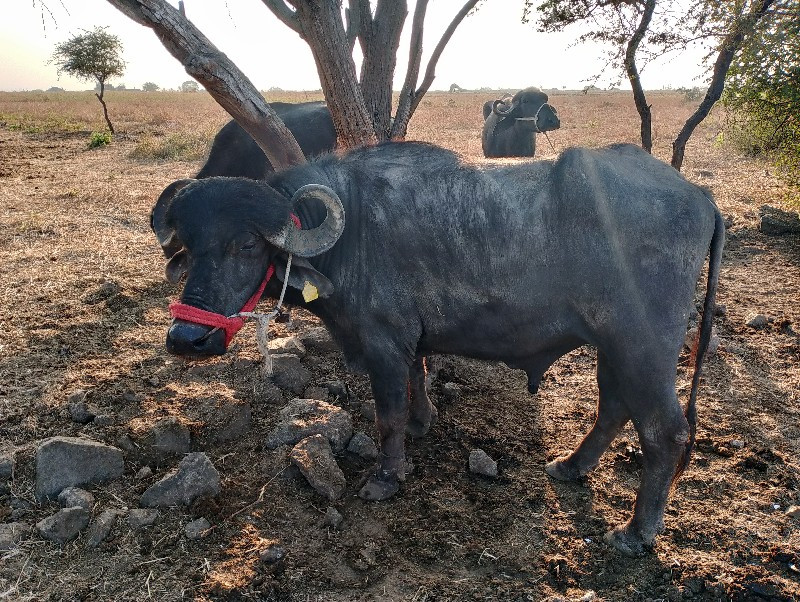 , પાડો વેચવાનો...