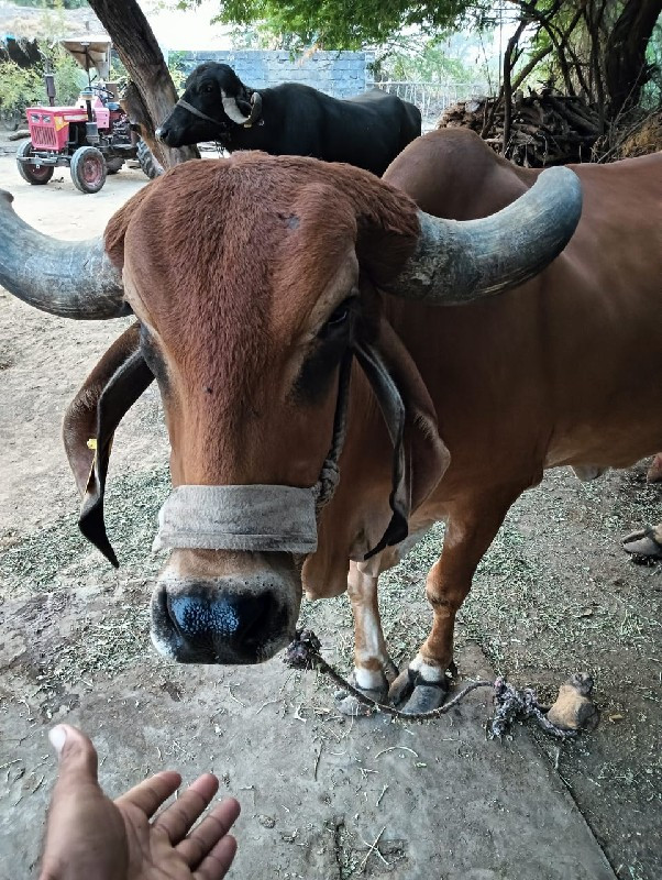 ગાય વેસવાની છે