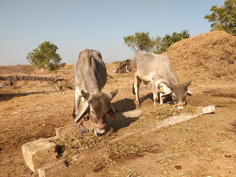 ગોધલા વેચવાના છ...