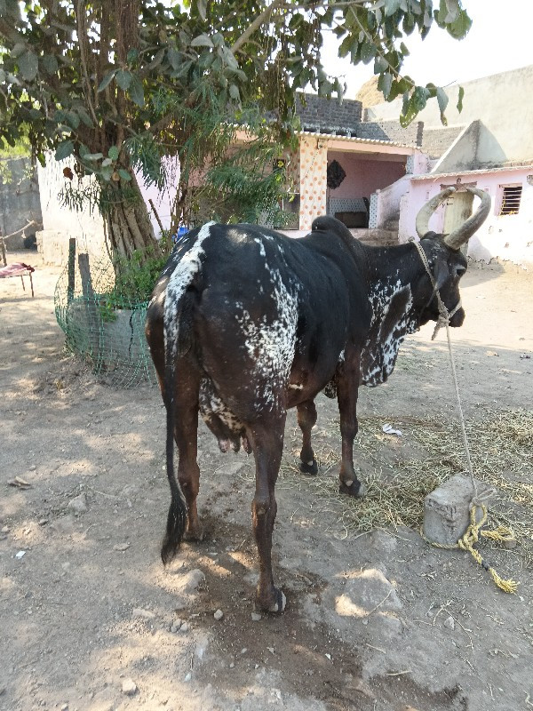 ગાયવૈચવાનીછે