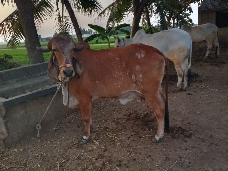 ગાય પહેલું વેતર