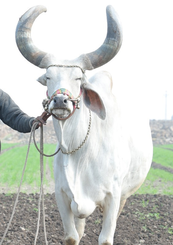 બળદ લેવા નો છે